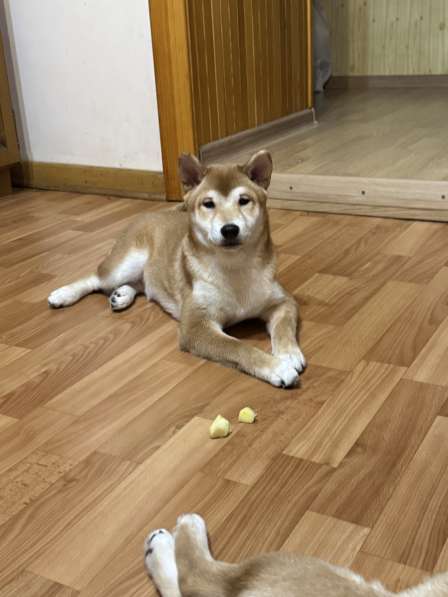 Продаются щенки породы Сиба-Ину в Тюмени фото 4