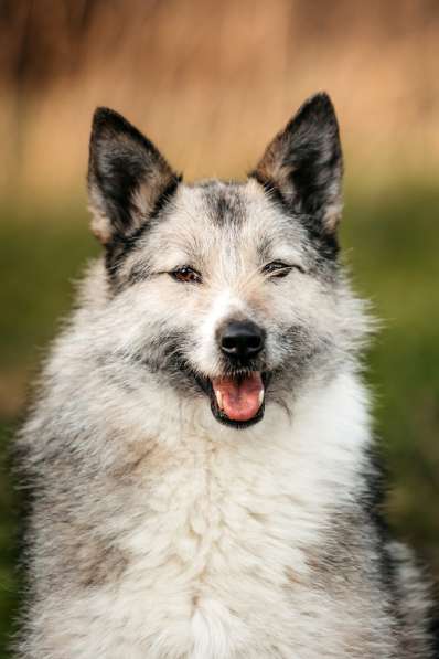 Общительная и добродушная бородатая дама Софа в Москве фото 6