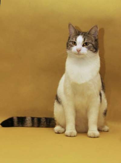 Отдам даром Леди-кошка, шкодная немножко в Санкт-Петербурге