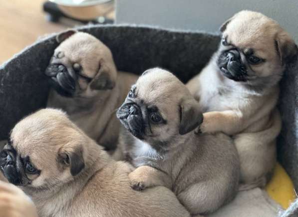 Щеночки мопса в Москве фото 3