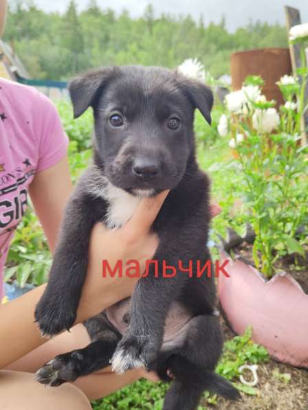 Щенята в хорошие добрые руки