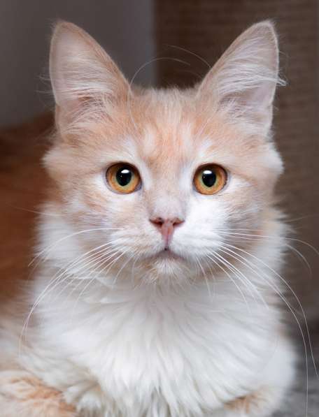 Рыжий котик — малышок-Иртышок в дар