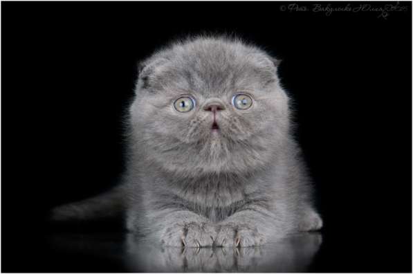 Продаются котята в Москве