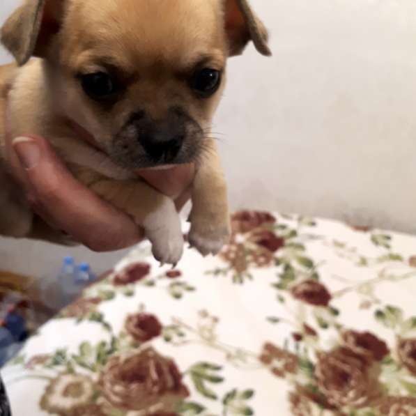 Щенки чихуахуа в Москве фото 12