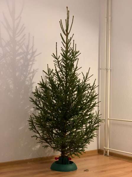 Ель Русская, ёлочка, новогодняя в Санкт-Петербурге