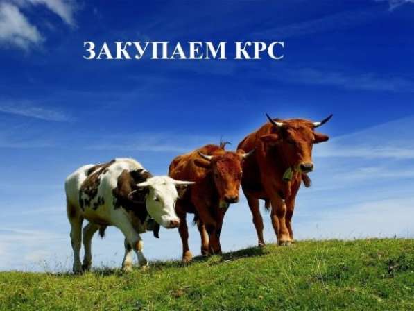 Закуп КРС