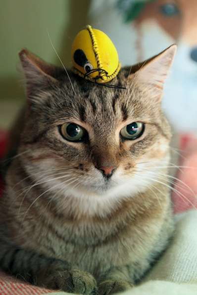 Ласковый мурлыка в Санкт-Петербурге фото 20