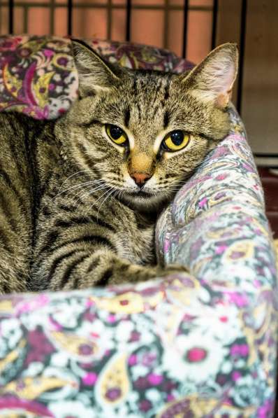 Робкая Телла мечтает о любящем сердце в Москве