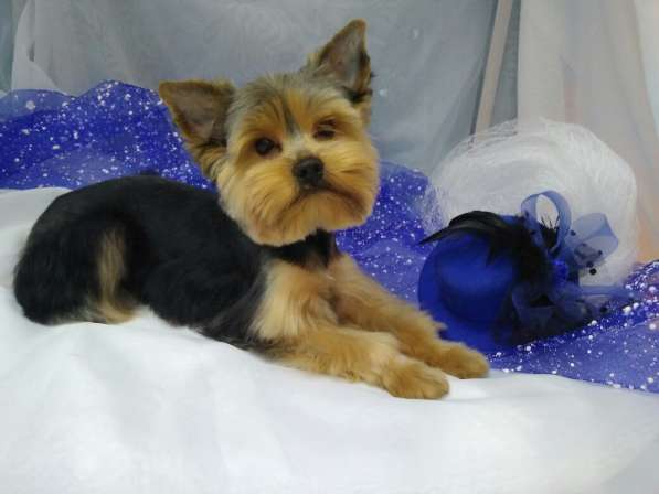 Зоосалон Эверест в Балашихе фото 4