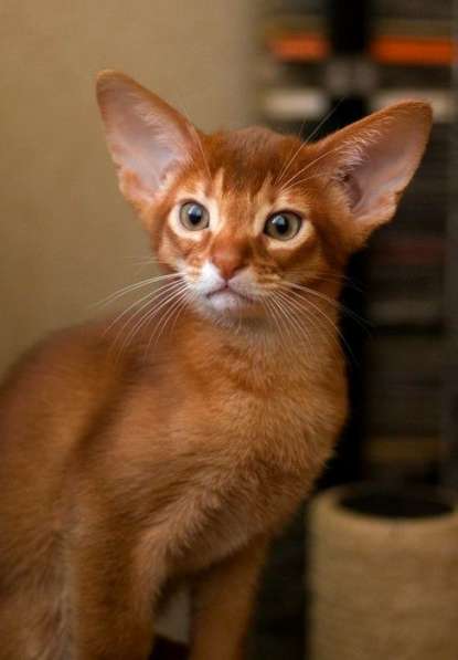 Абиссинские котята в Санкт-Петербурге фото 4