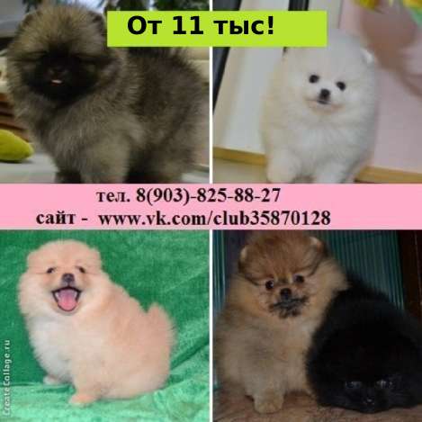 Щеночки шпица недорого