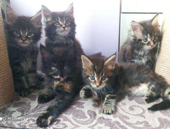 Продажа котят мейн-кун в Омске фото 27