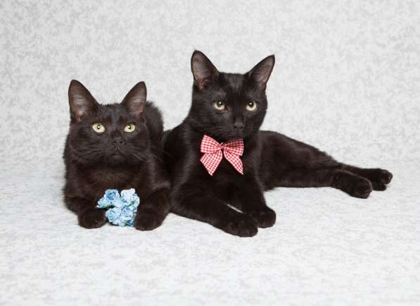 Две черные пантеры в добрые руки