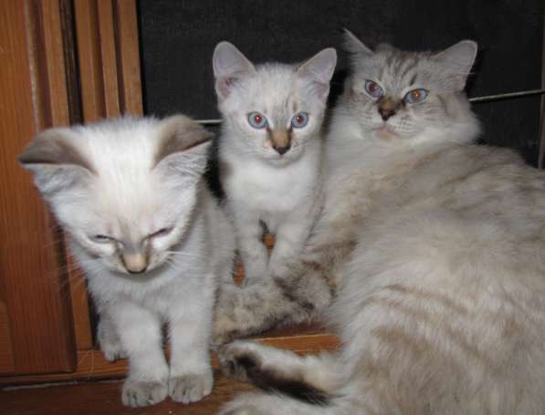 Тайские котята в Краснодаре фото 6