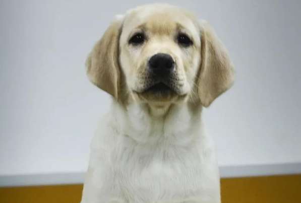 Питомник LIRA VI LAB предлогае щенков в Иркутске фото 9