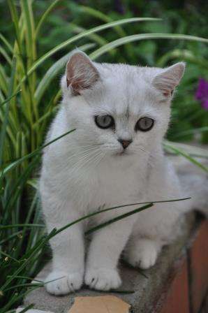Британский котенок редкого окраса