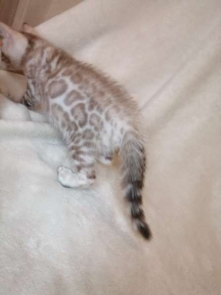 Snow Bengal cat в 