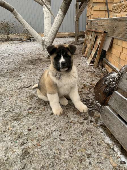 Акита в Ростове-на-Дону фото 95