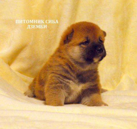 Сиба (шиба) ину щенки в Москве