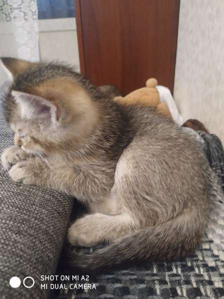 Шотландские котята в Москве фото 9
