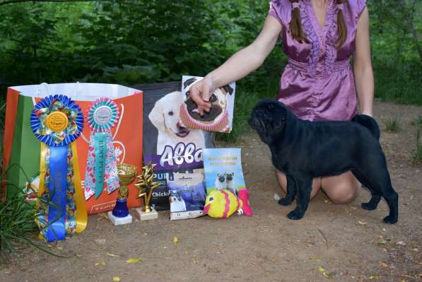 Подрощенная девочка мопсик в Москве фото 12