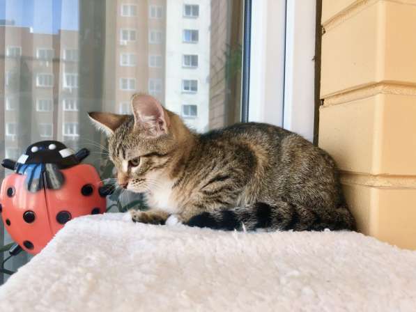 Добрейший котенок Пижон ищет дом в Москве фото 6