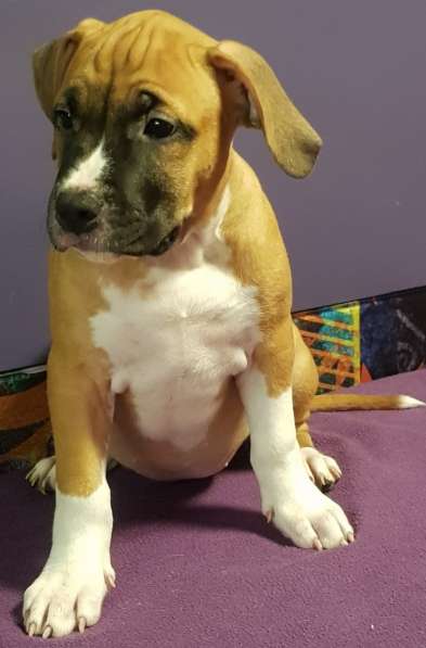 Стаффордширский терьер ДЕВОЧКА в Москве фото 4