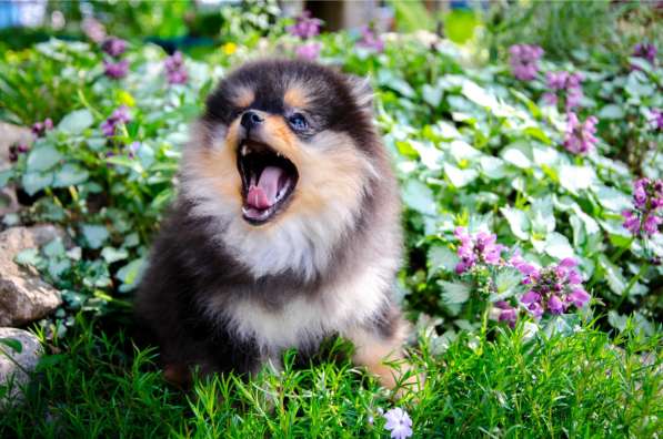 Черноподпалая девчушка в Новомосковске фото 4