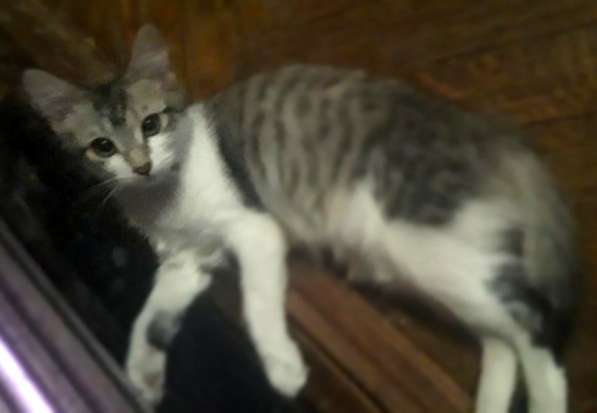 Кошка в добрые руки в Калуге фото 33