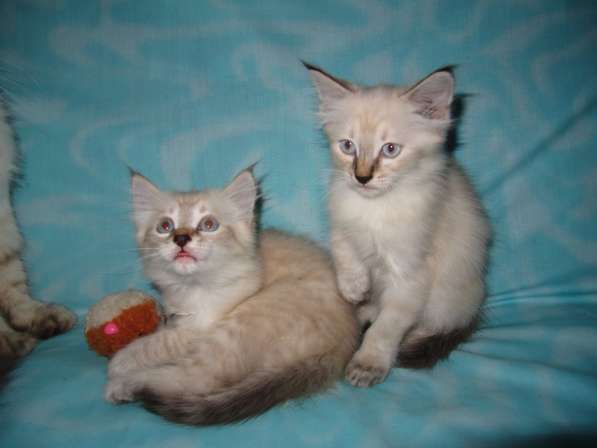 Тайские котята в Краснодаре