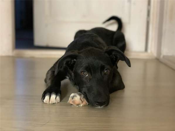 Бэтмен 4 месяца потрясающий парень! в Москве фото 6