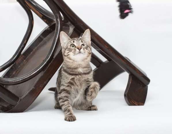 Мурлыка-котенок с дефектом глазика очень ищет дом