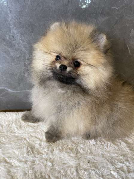 Pomeranian mini spitz girl