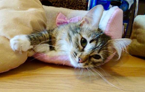 Шикарная пушистая трехцветка Джулия в добрые руки в Москве фото 6