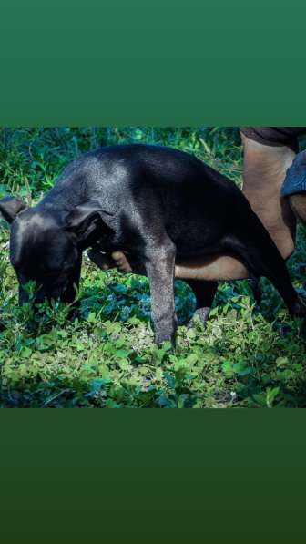 Pitbull terrier Grand Champ Jeep ROM в фото 6