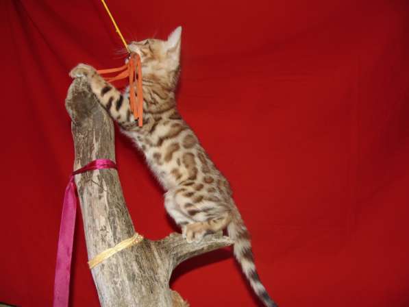 Продам бенгальских котят в Новосибирске фото 10