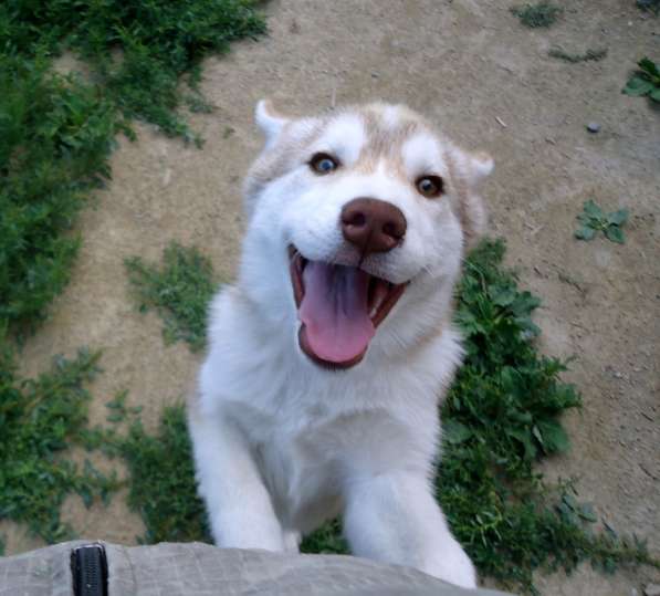 Продажа щенков Хаски в Новосибирске фото 21