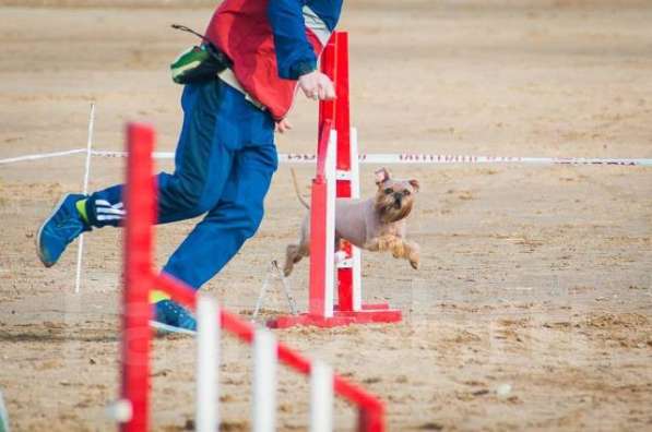 Спорт с собакой в Комсомольске-на-Амуре фото 5