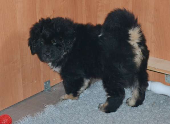 Тибетский мастиф - лучший страж на территории в Москве фото 27