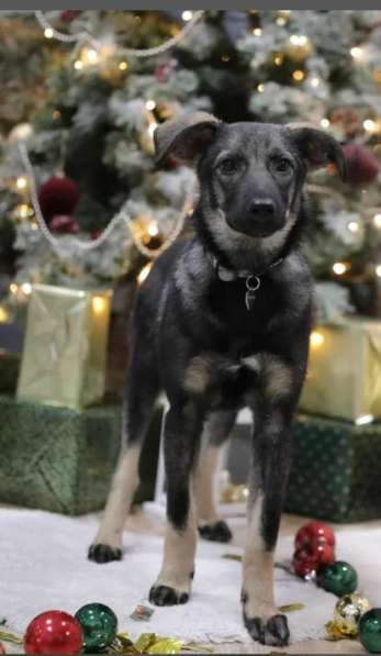 Щенок Рокси ищет семью в Москве фото 7