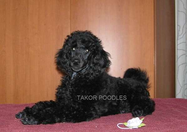 Щенки королевского (большого) пуделя в Москве фото 3