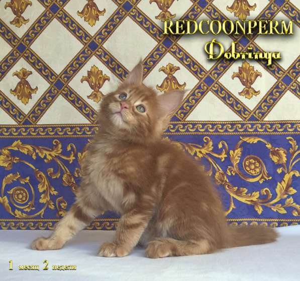Котёнок Добрыня. Шоу класс. Питомник в Перми фото 8