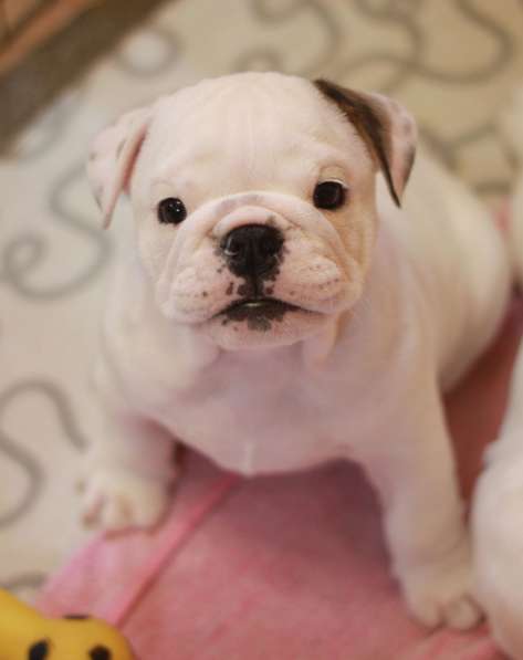 Щенки английского бульдога в Тюмени фото 9