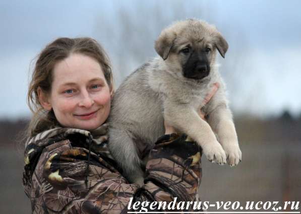 Щенков, собак породы восточноевропейская овчарка в Москве фото 16