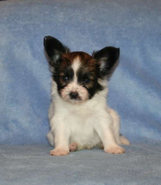 Щенки папильона в Самаре в Самаре фото 12