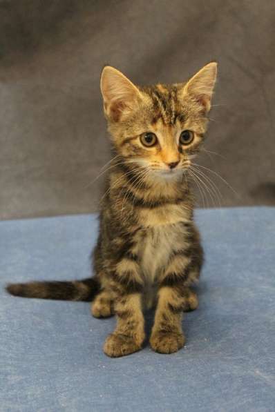 Котенок-ангелочек в Санкт-Петербурге фото 12