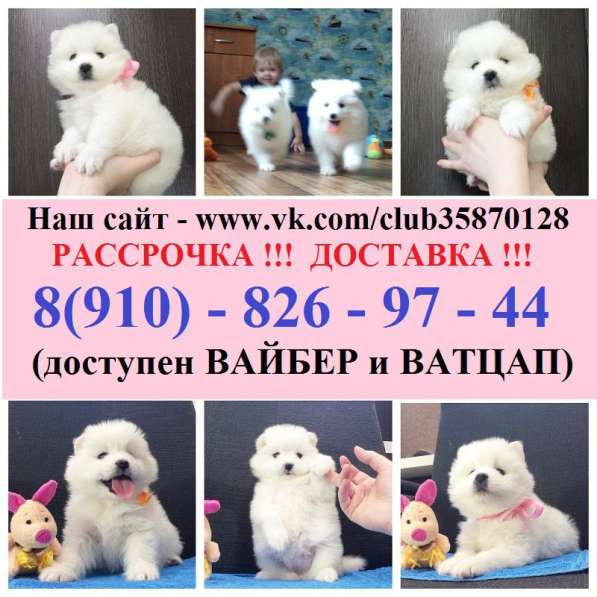 Щеночки самоедской лайки. мега очаровательные в Москве