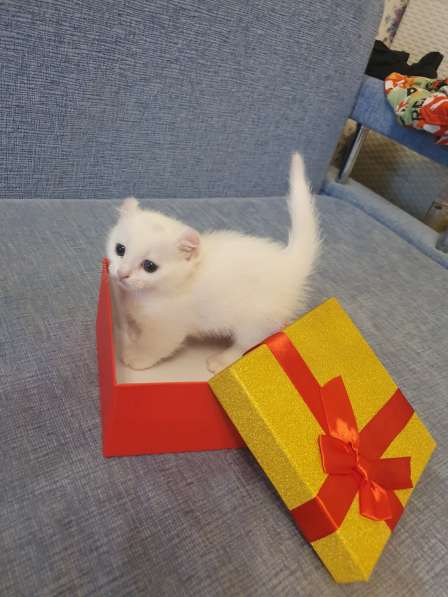 Котята породы Кинкалоу