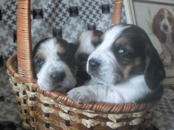 Щенки Бассет-хаунд в Армавире фото 71