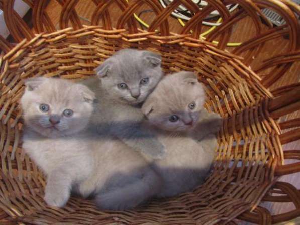 британских вислоухих котят. в Москве фото 3
